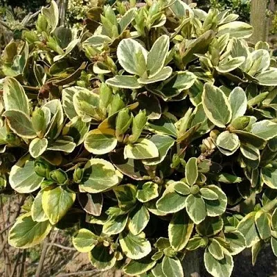 Бересклет КАНАДЕЙЛ ГОЛД   Бересклет КАНАДЕЙЛ ГОЛД  в Калининграде