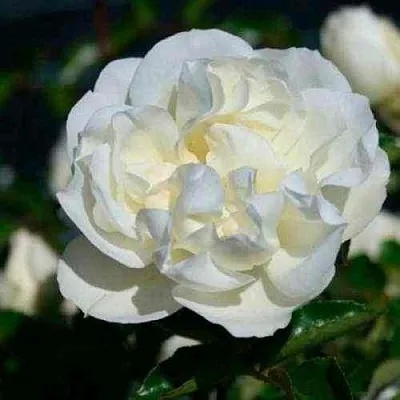 Саженцы роз ВАЙТ МЕЙДИЛАНД почвопокровная  Саженцы роз ВАЙТ МЕЙДИЛАНД почвопокровная в Калининграде