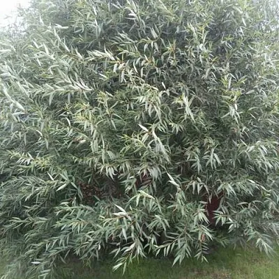 Ива СЕРЕБРИСТАЯ  Ива СЕРЕБРИСТАЯ в Калининграде