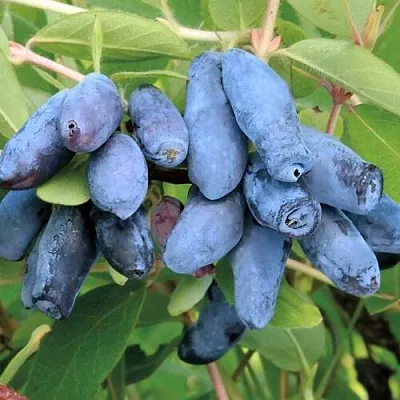 Жимолость съедобная ПАВЛОВСКАЯ в Калининграде