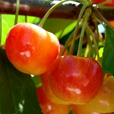 Черешня в Калининграде