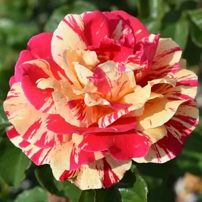 Саженцы роз ВАНИЛЛА ФРАЙЗ плетистая  Саженцы роз ВАНИЛЛА ФРАЙЗ плетистая в Калининграде