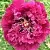 Пион ПУРПУРНЫЙ ОКЕАН древовидный в Калининграде