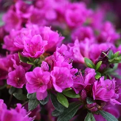 Азалия ХИРОКА японская  Азалия ХИРОКА японская в Калининграде