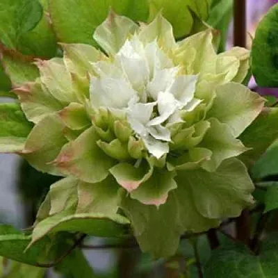 Клематис СЕН-НО-КЕЙЗ  Клематис СЕН-НО-КЕЙЗ в Калининграде