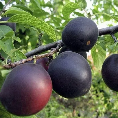 Абрикос МОНАРЕЗИ  Абрикос МОНАРЕЗИ в Калининграде