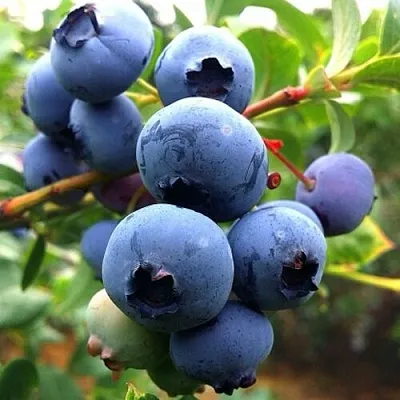 Голубика ДЮК  Голубика ДЮК в Калининграде