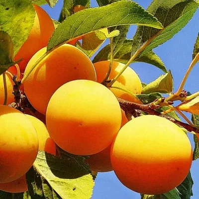 Желтая   Желтая  в Калининграде