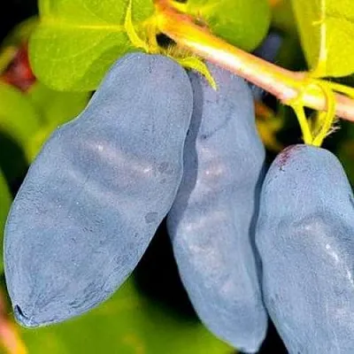 Жимолость съедобная ДЛИННОПЛОДНАЯ в Калининграде