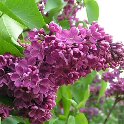 Сирень ДЕНЬ ПОБЕДЫ  Сирень ДЕНЬ ПОБЕДЫ в Калининграде