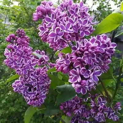 Сирень СЕНСАЦИЯ  Сирень СЕНСАЦИЯ в Калининграде