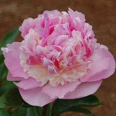 Пион ЭНДЖЕЛ ЧИКС травянистый  Пион ЭНДЖЕЛ ЧИКС травянистый в Калининграде