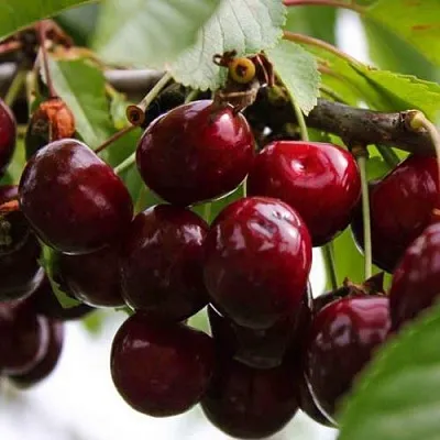 Вишня НОВОДВОРСКАЯ в Калининграде