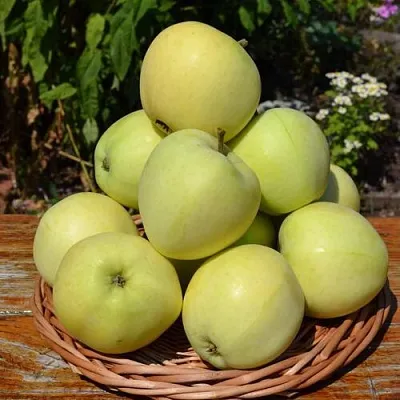 Яблоня ПАПИРОВКА  Яблоня ПАПИРОВКА в Калининграде