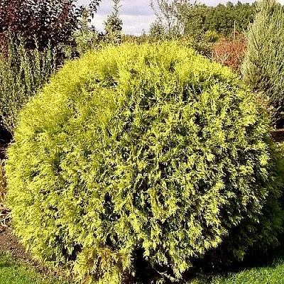 Туя ГЛОБОЗА АУРЕА западная  Туя ГЛОБОЗА АУРЕА западная в Калининграде