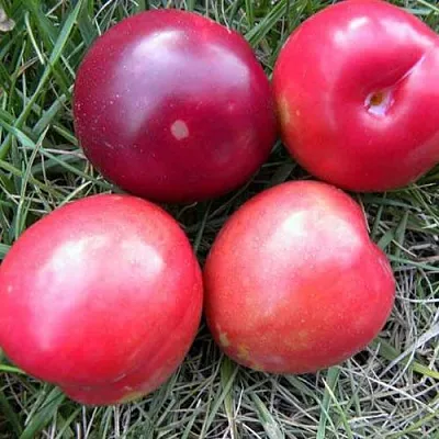 Плумкот БИРИКОККОЛО НОСТРАНО  Плумкот БИРИКОККОЛО НОСТРАНО в Калининграде