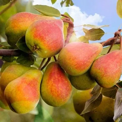 Груша ЗАБАВА  Груша ЗАБАВА в Калининграде