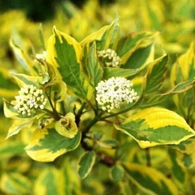 Дерен  Дерен в Калининграде