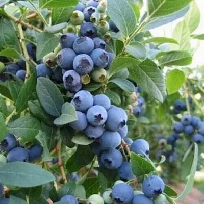 Голубика ЭЛЛИОТ  Голубика ЭЛЛИОТ в Калининграде