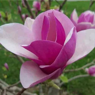 Магнолия СУЛАНЖА  Магнолия СУЛАНЖА в Калининграде