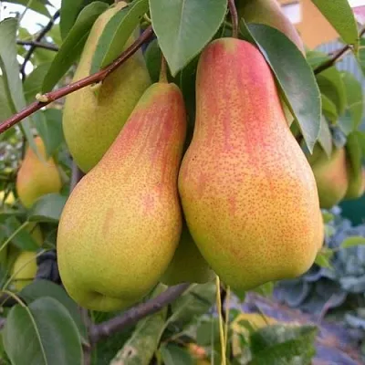 Груша ЧУДЕСНИЦА  Груша ЧУДЕСНИЦА в Калининграде