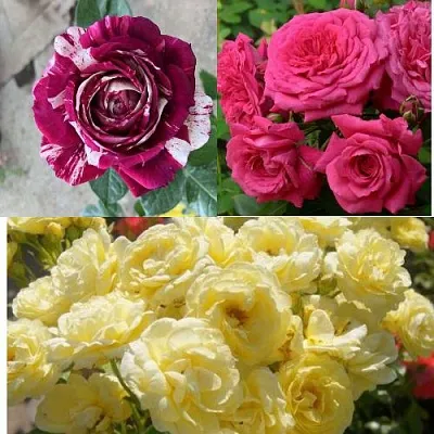 Комплект РОЗОВЫЙ АКЦЕНТ в Калининграде