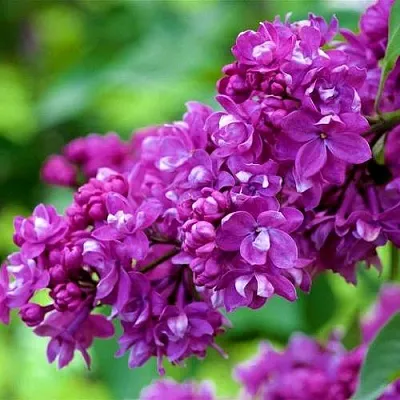 Сирень ОГНИ ДОНБАССА  Сирень ОГНИ ДОНБАССА в Калининграде