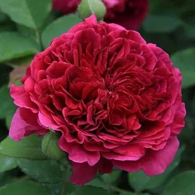 Саженцы роз ТЕСС ОФ ЗЕ ДЭРБЕРВИЛЛЬ английская  Саженцы роз ТЕСС ОФ ЗЕ ДЭРБЕРВИЛЛЬ английская в Калининграде