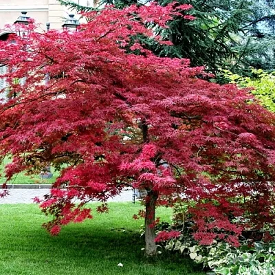 Клен пальмолистный  Клен пальмолистный в Калининграде