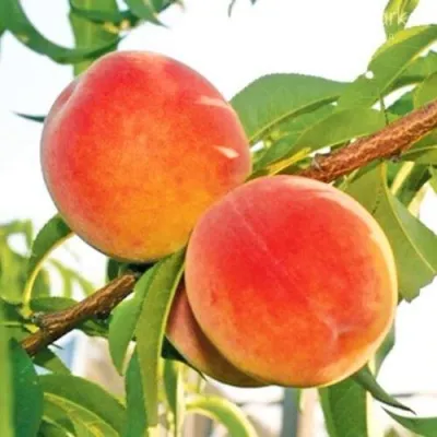 Персик ОНТАРИО — описание сорта Персик ОНТАРИО в Калининграде