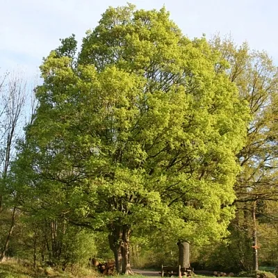 Клен полевой  Клен полевой в Калининграде