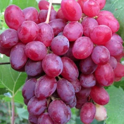 Виноград КИШМИШ ВЕЛЕС в Калининграде