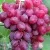 Виноград КИШМИШ ВЕЛЕС в Калининграде