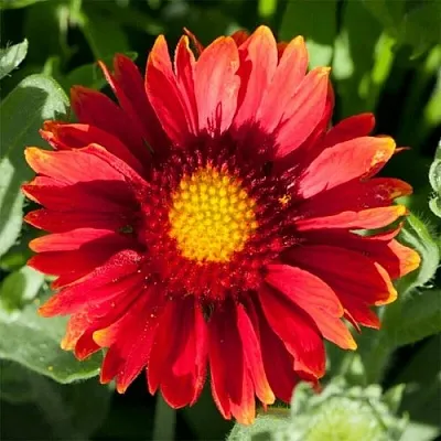 Гайлардия АРИЗОНА РЕД ШЕЙДС  Гайлардия АРИЗОНА РЕД ШЕЙДС в Калининграде