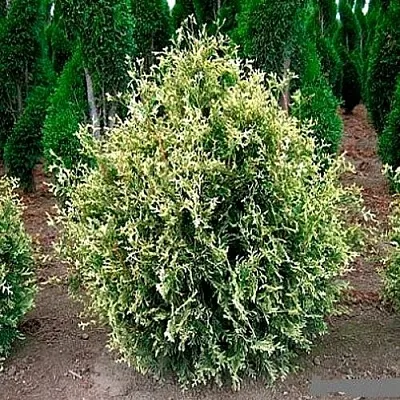 Туя ГОЛД ПЕРЛ западная  Туя ГОЛД ПЕРЛ западная в Калининграде