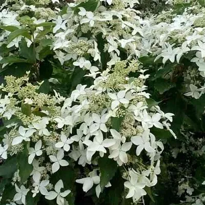 Гортензия МЭДЖИКАЛ СТАРЛАЙТ метельчатая  Гортензия МЭДЖИКАЛ СТАРЛАЙТ метельчатая в Калининграде