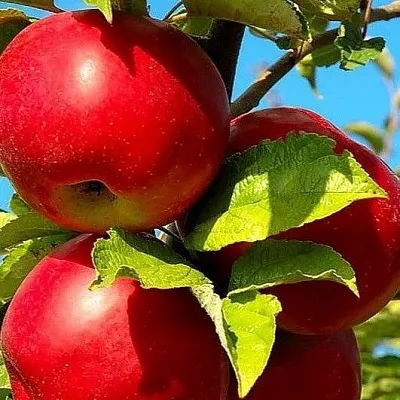 Зимние сорта Зимние сорта в Калининграде