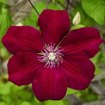 Клематис РУЖ КАРДИНАЛ  Клематис РУЖ КАРДИНАЛ в Калининграде