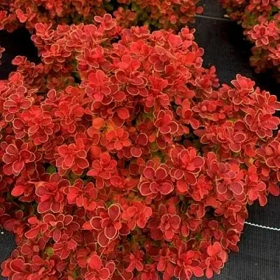 Барбарис РЕД ХОТ ЧИЛИ тунберга в Калининграде