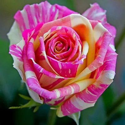 Саженцы роз ФИЕСТА чайно-гибридная  Саженцы роз ФИЕСТА чайно-гибридная в Калининграде