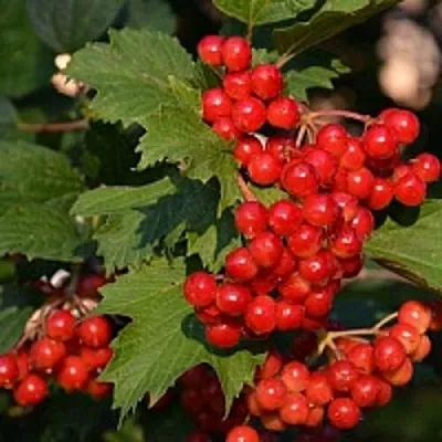 Калина в Калининграде