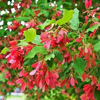 Клен татарский  Клен татарский в Калининграде