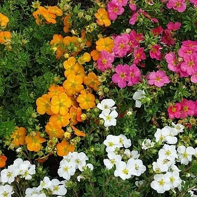 Лапчатка  Лапчатка в Калининграде