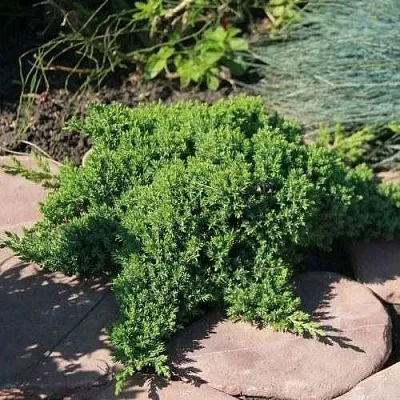 Можжевельник АВАСИ лежачий  Можжевельник АВАСИ лежачий в Калининграде