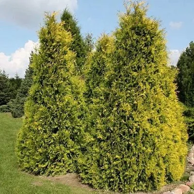 Туя АУРЕОСПИКАТА западная  Туя АУРЕОСПИКАТА западная в Калининграде