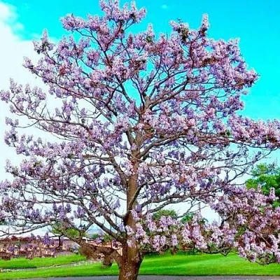 Павловния в Калининграде