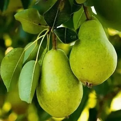 Груша СЕВЕРЯНКА колонновидная в Калининграде