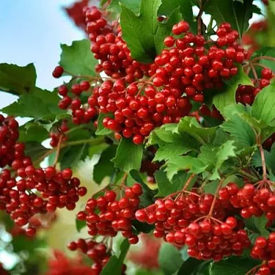 Калина ТАЕЖНЫЕ РУБИНЫ в Калининграде