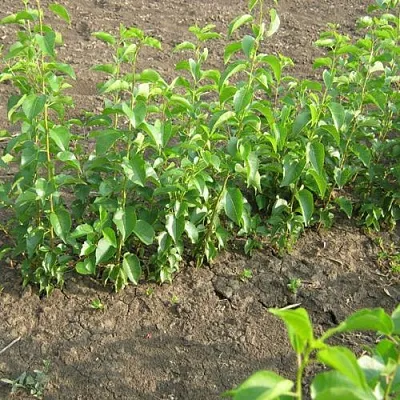 Подвой вишни АНТИПКА  Подвой вишни АНТИПКА в Калининграде