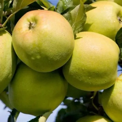 Яблоня МУТСУ — описание сорта Яблоня МУТСУ в Калининграде